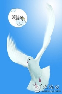 鸽江湖网下载安装_4