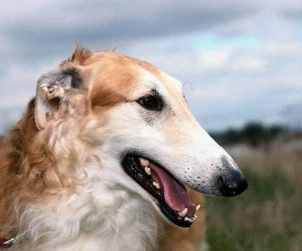 寻血猎犬超音速汽车_1