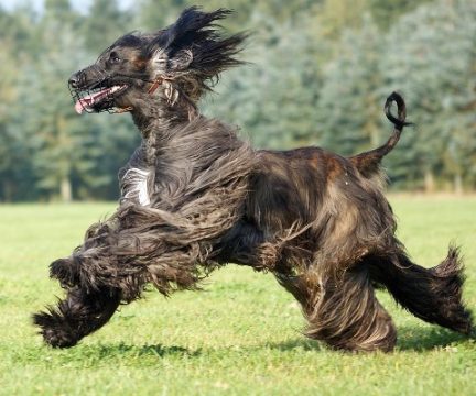猎犬狐游戏_6