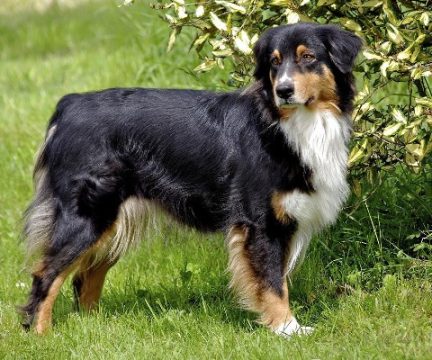 牧羊犬排行榜_2