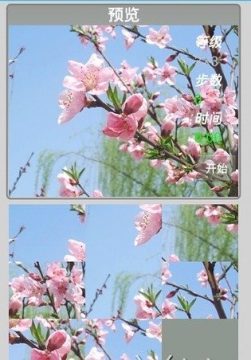 花儿朵朵_6