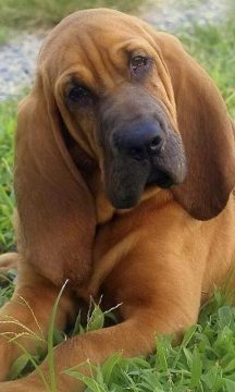猎犬狐游戏_3