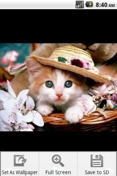 可爱的小动物猫游戏_3
