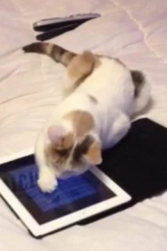 cattoys下载_6