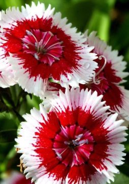 Flowers花游戏大全_4