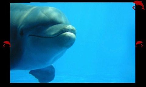 Dolphin_6