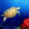 海洋生物模拟器下载_2