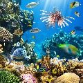 海洋游戏推荐_0