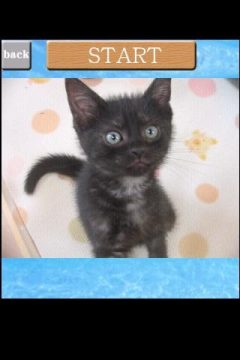 猫咪养成罐2汉化版下载_7
