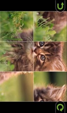 可爱小猫游戏_0