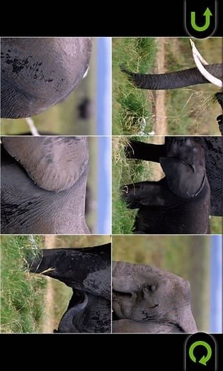 动物进化游戏有大象_6