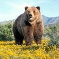 bear游戏大全_3