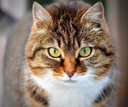 savecat下载_4