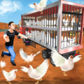 公鸡养殖场
