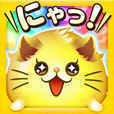 猫咪滚滚