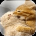 可爱萌猫咪连连看