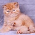 加菲猫拼图