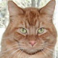 宠物小猫