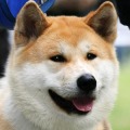 秋田犬拼图