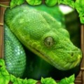 丛林蟒蛇模拟