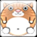 趣味猫咪