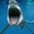 3D鲨鱼杀手