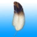 Feather