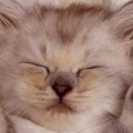 Cute Cat