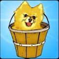 Chelsea the Pomeranian