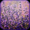 Lavender Fields Forever