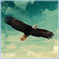 Eagle Hunter
