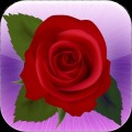 Flower Quiz
