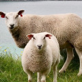 羊羊明星-手游版