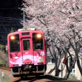 机车拼图：机车与樱花
