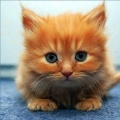 Cat Toys for tablets &amp; phones