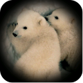 北极熊野外模拟