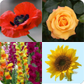Flowers Quiz Trivia