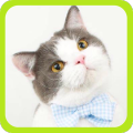 猫咪生存模拟