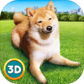 Play With Your Dog: Shiba Inu