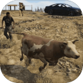 Animal Transport