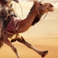 骆驼种族迪拜骆驼模拟器
