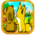 Raccoon fox and fox