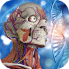 Anatomy Learning - 3D Atlas Quiz