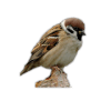 Sparrow Bird Game