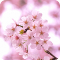 脱出春樱