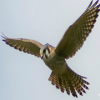 Eagle Defence