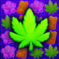 美味的花蕾