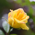 花海世界